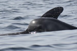 Baby Risso's dolphin