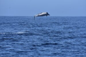 Leaping Common dolphin