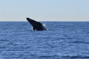Breaching Gray whale