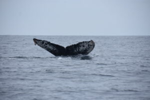 Humpback whale fluke identifying features
