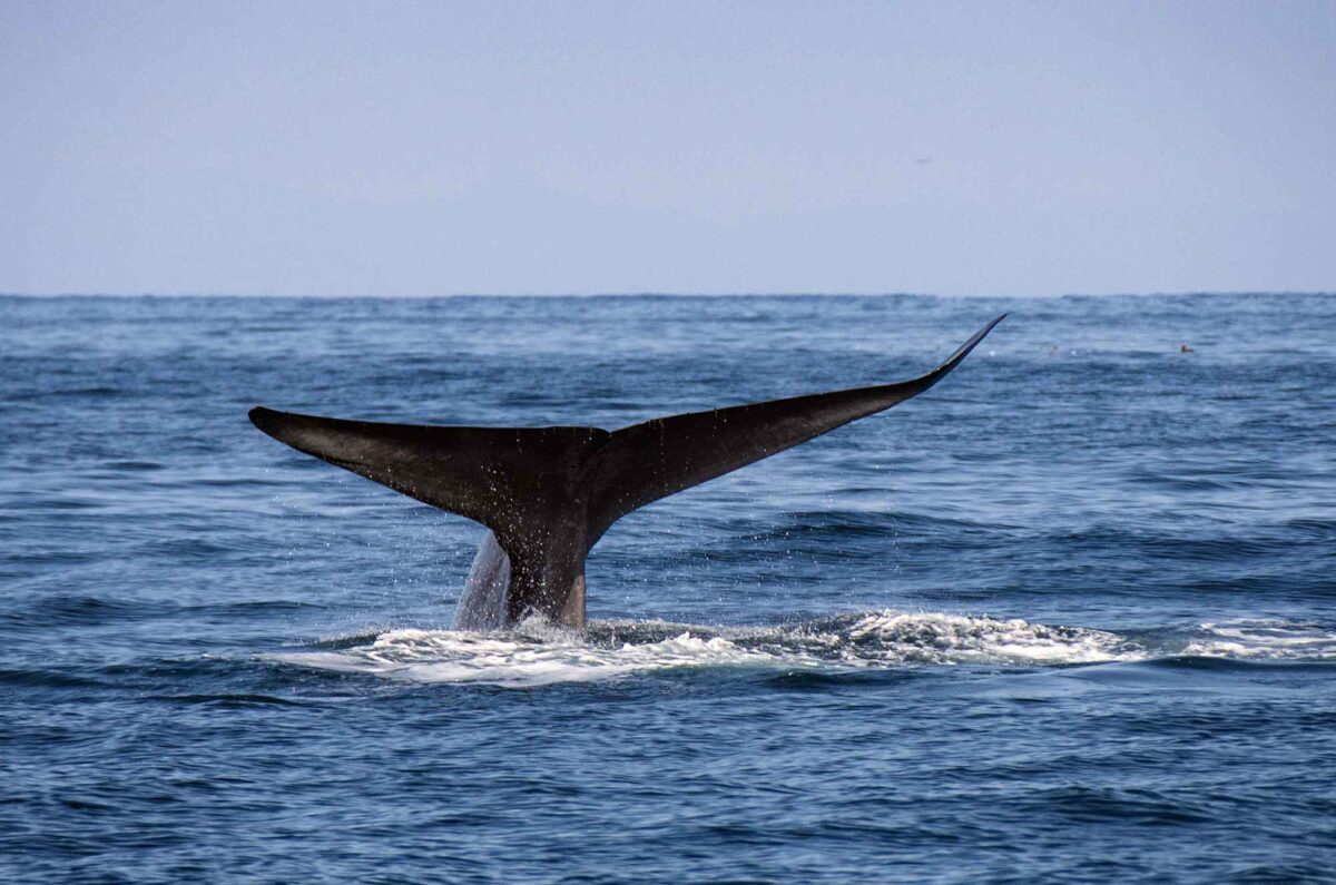 San Diego Whale Species - Oceanic Eco Tours