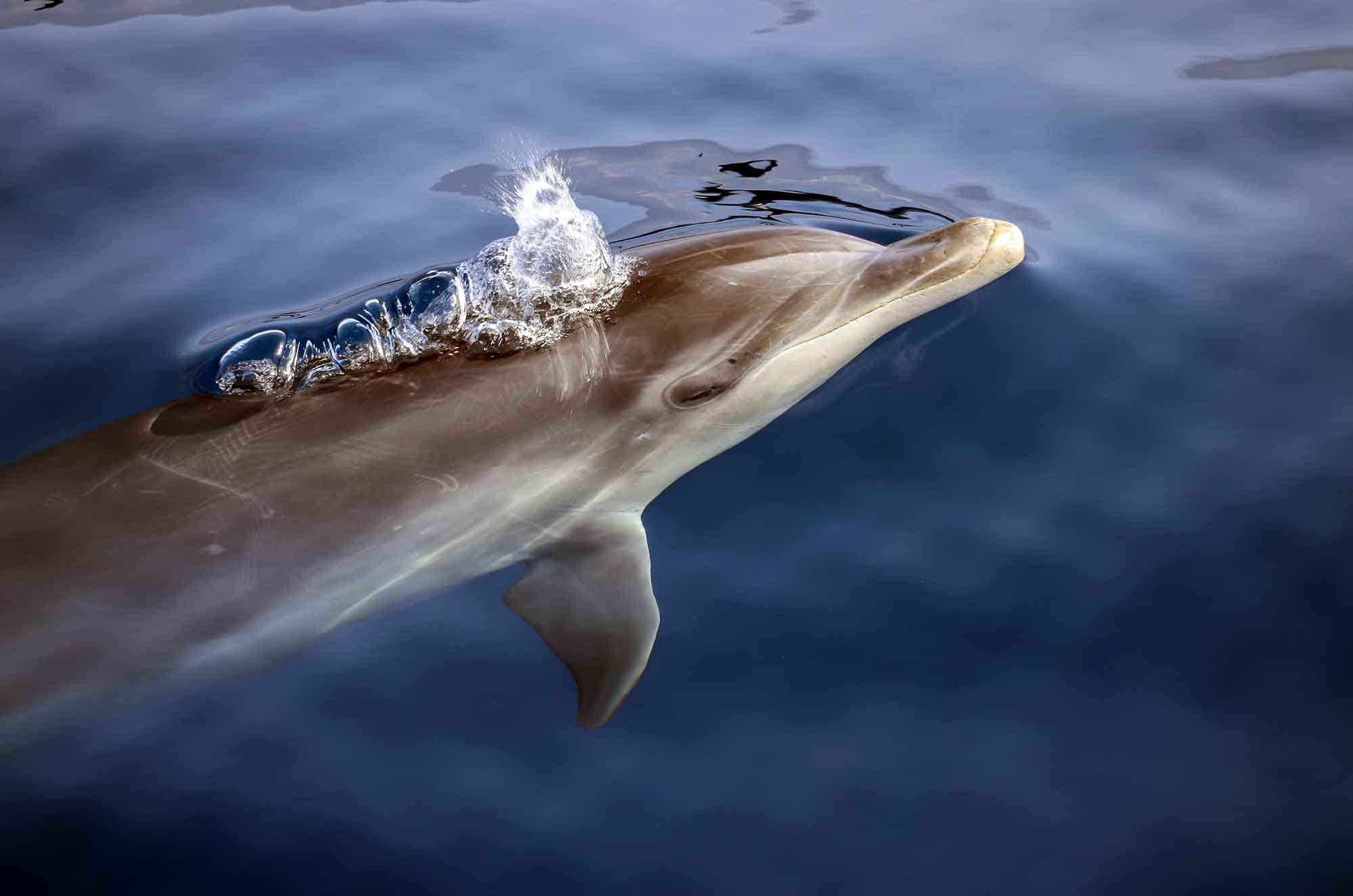 Bottlenose dolphins are a resident cetacean species in San Diego.