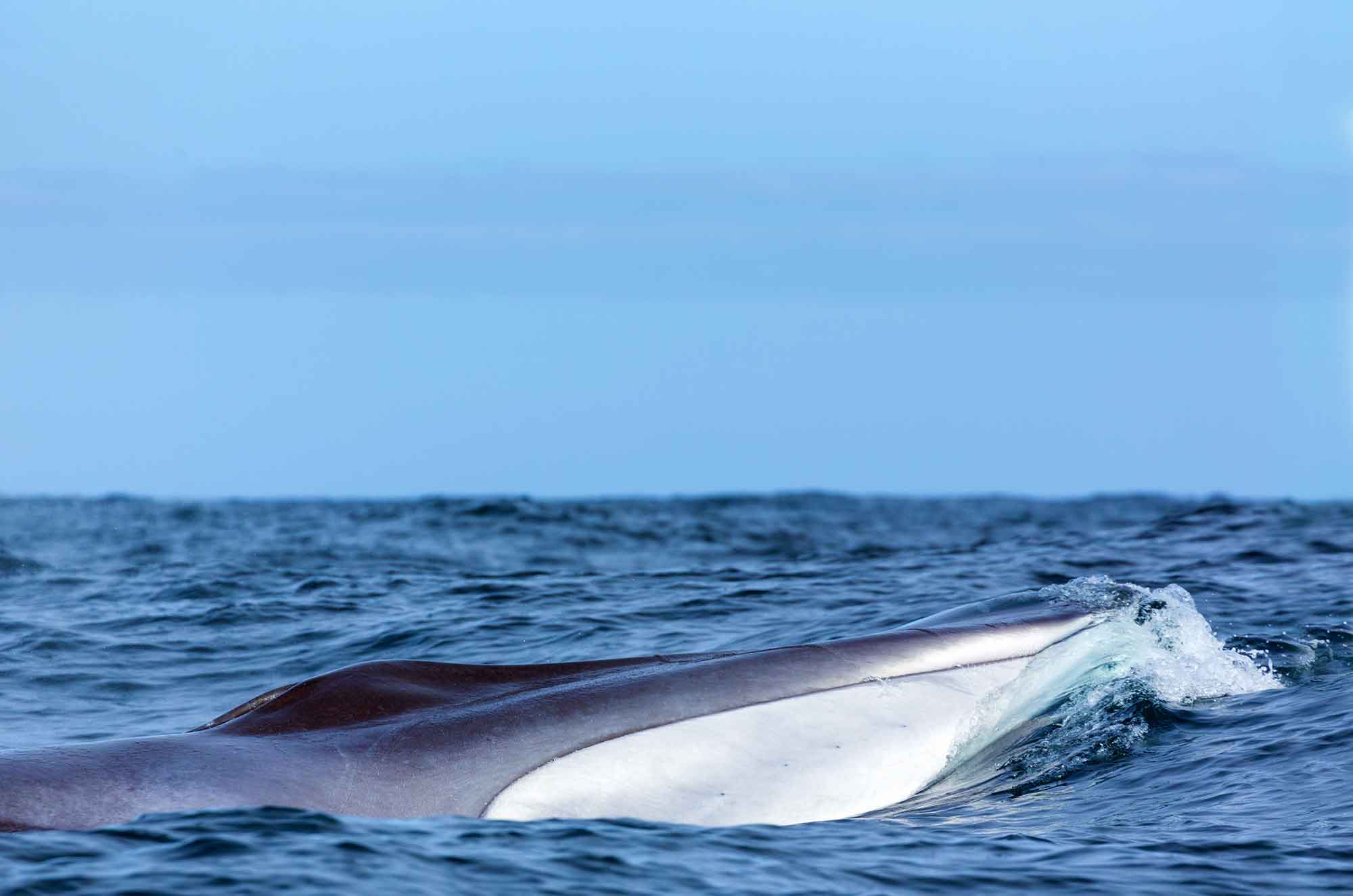 Fin whales are a resident species in San Diego typically seen farther offshore.