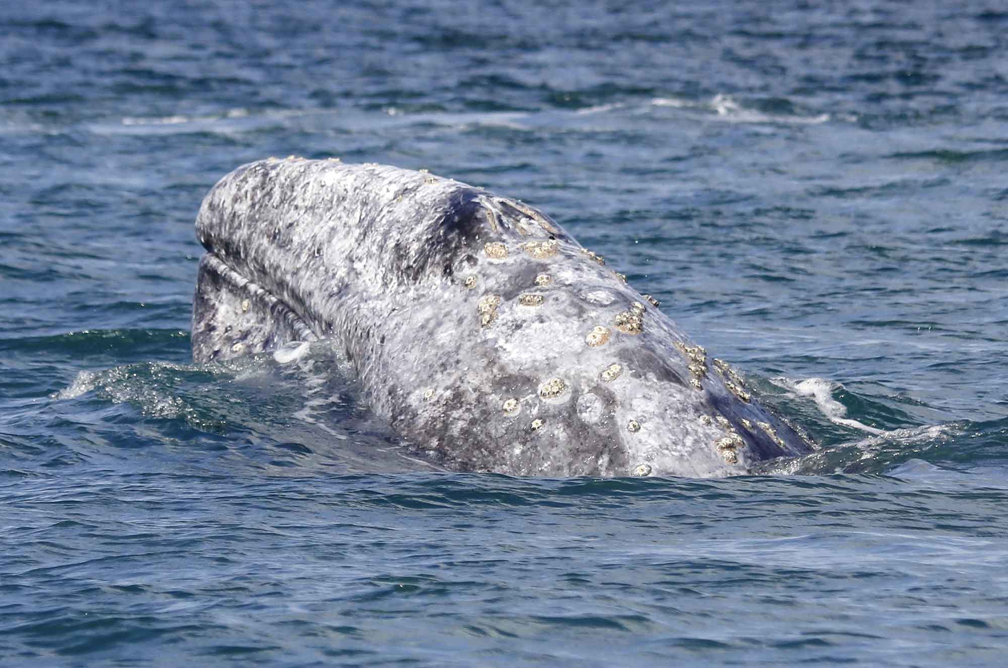 Gray whales are a migratory species seen during the winter months in San Diego.