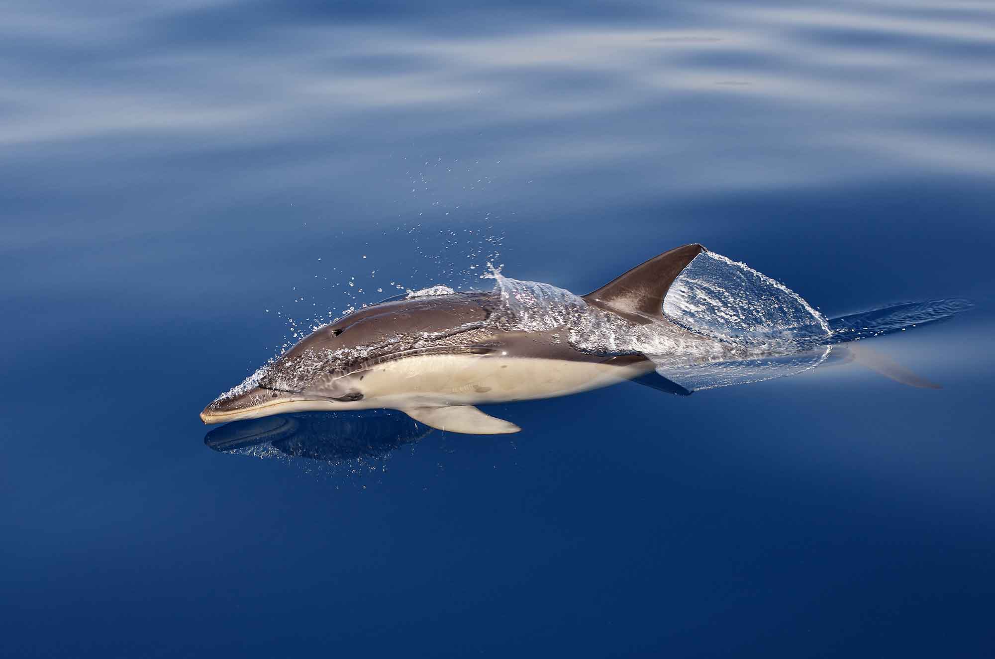 The Long Beaked Common dolphin is one of the most often observed cetacean species on San Diego whale watching tours.