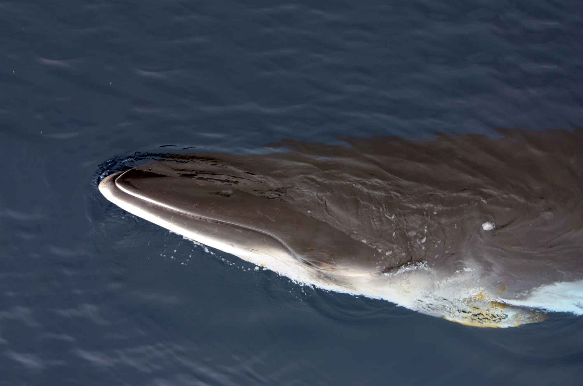 Minke whales are a resident cetacean species in San Diego.