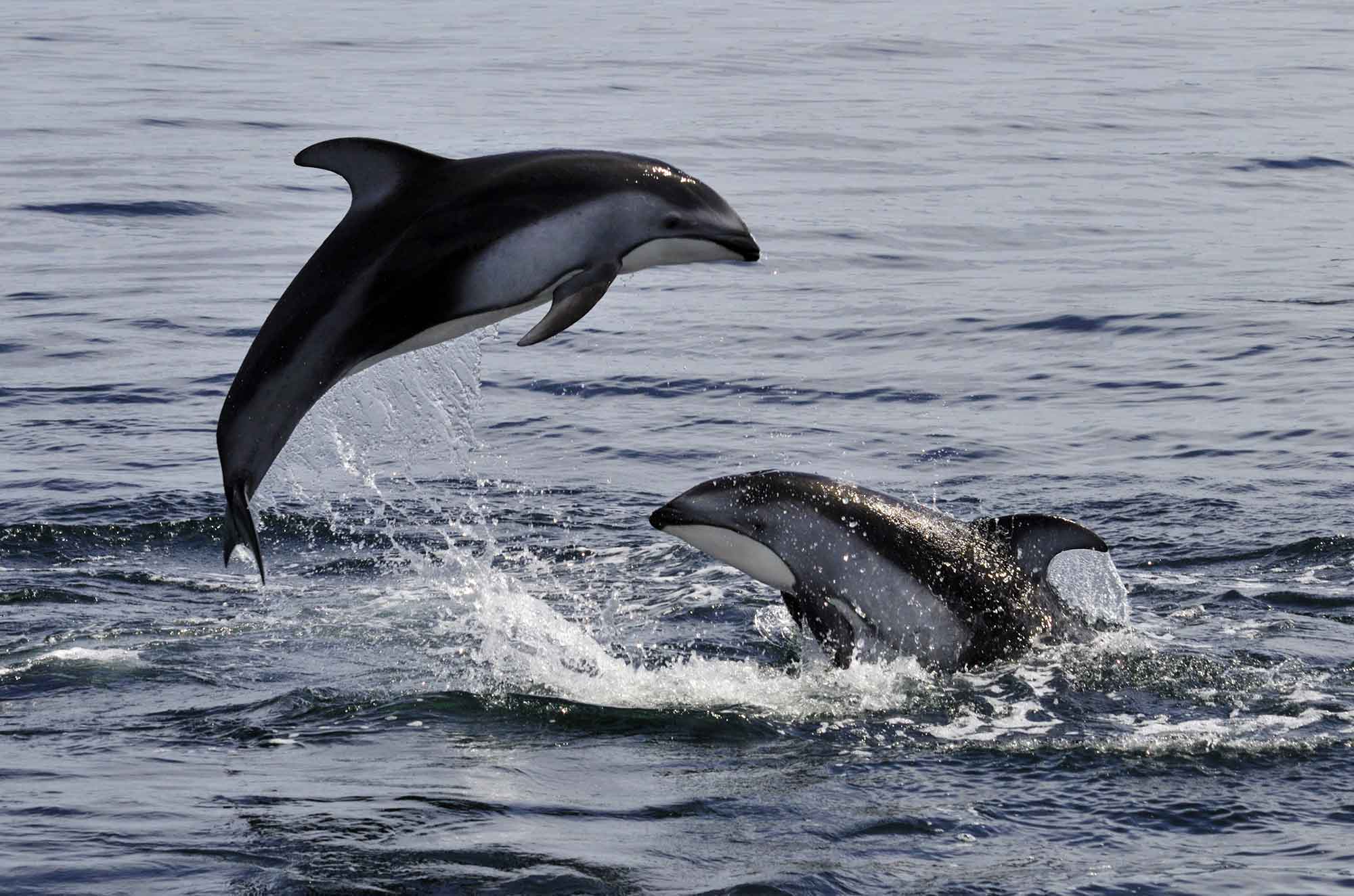 During the cooler winter months Pacific white sided dolphins are regularly seen off San Diego.