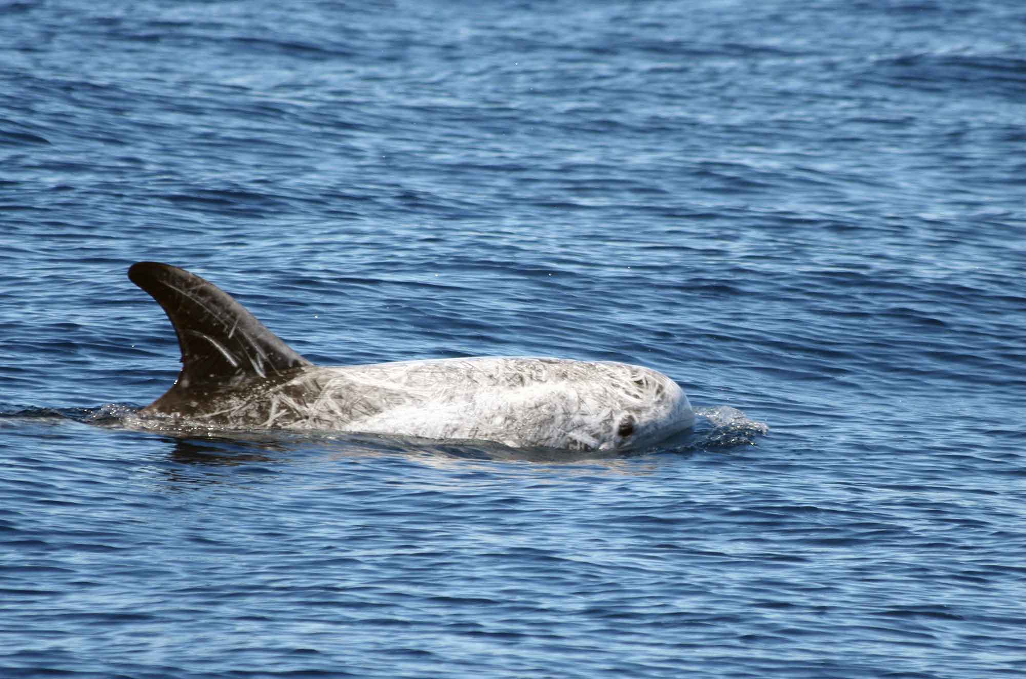 Risso's dolphin are a resident deep water cetacean species off San Diego.